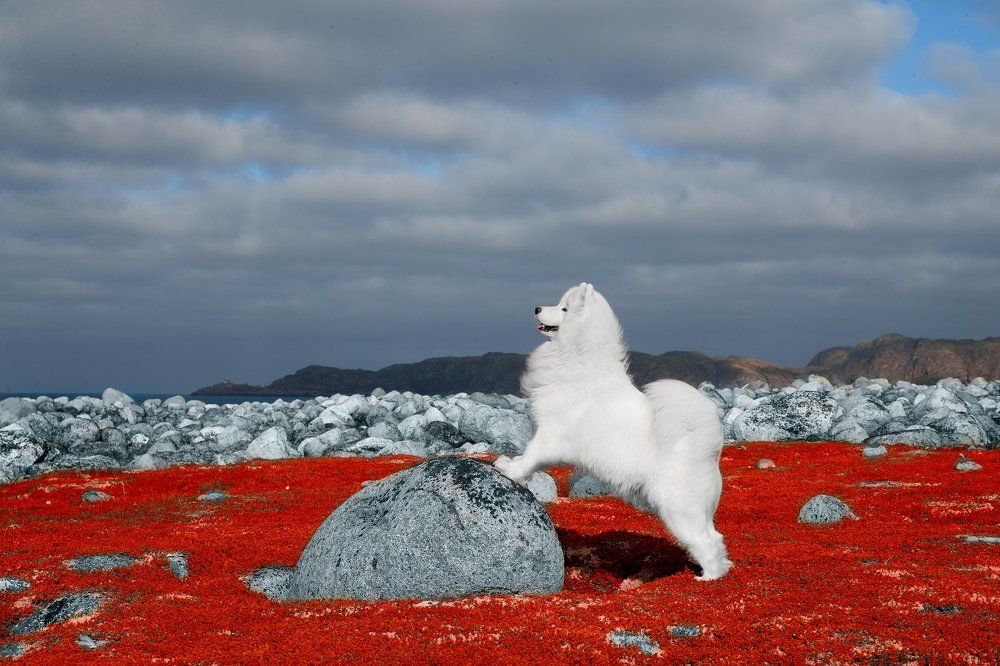 В волчьей ягоде