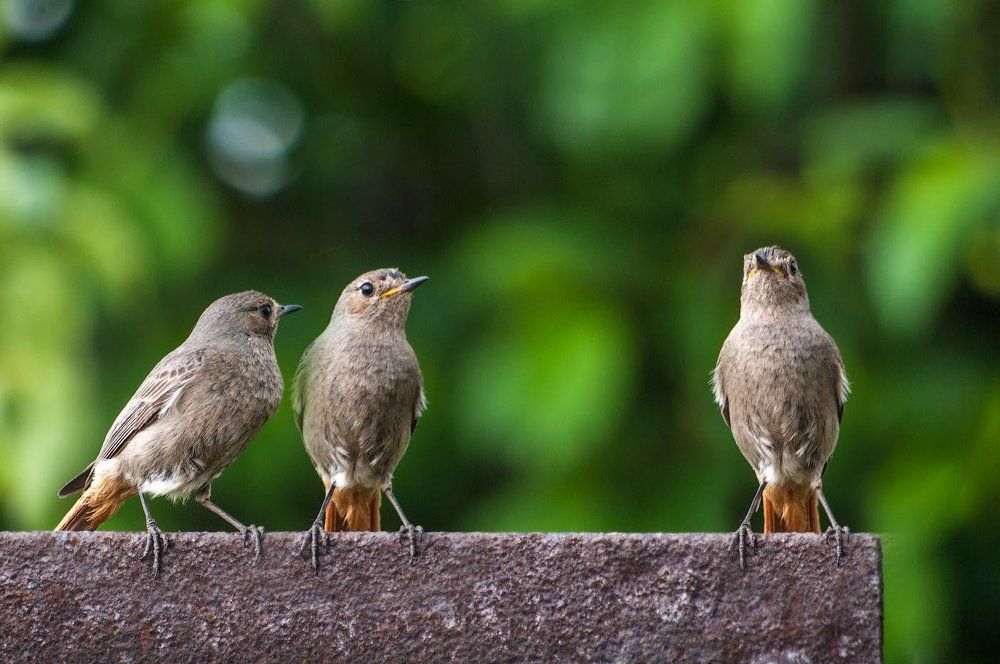 Мне кажется он зазнался