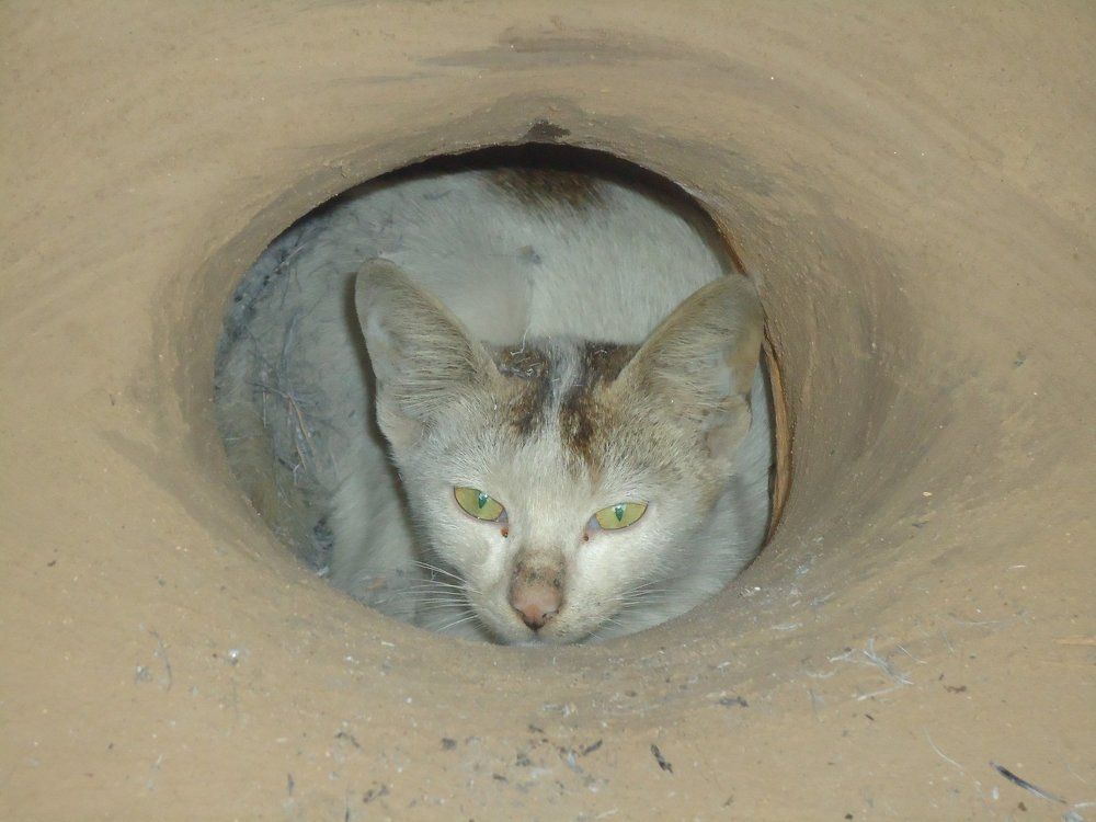 Cat Picture