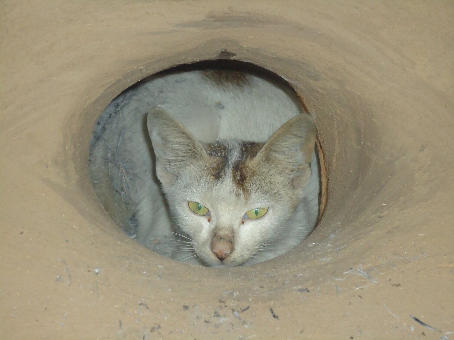 Cat Picture