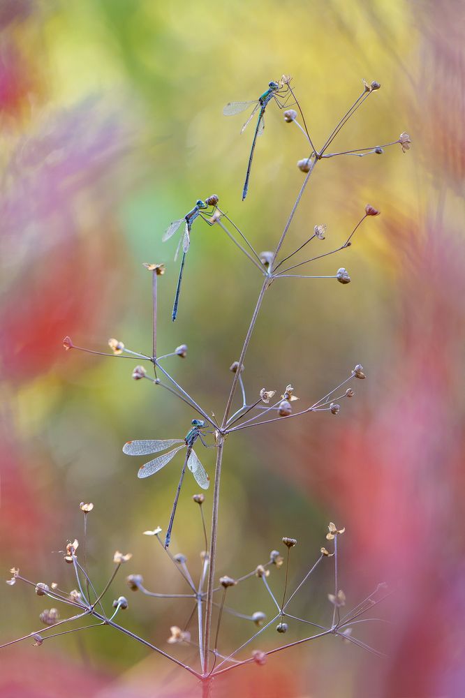 в очередь за солнцем