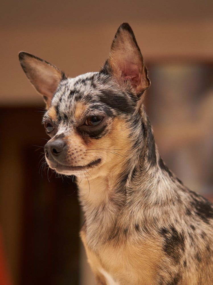 Чихуахуа Бенджи не считает себя маленьким.