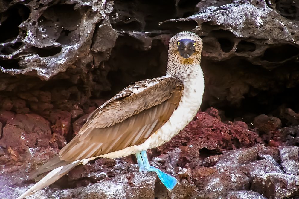 The blue-footed booby (Sula nebouxii). Голубоногая олуша.