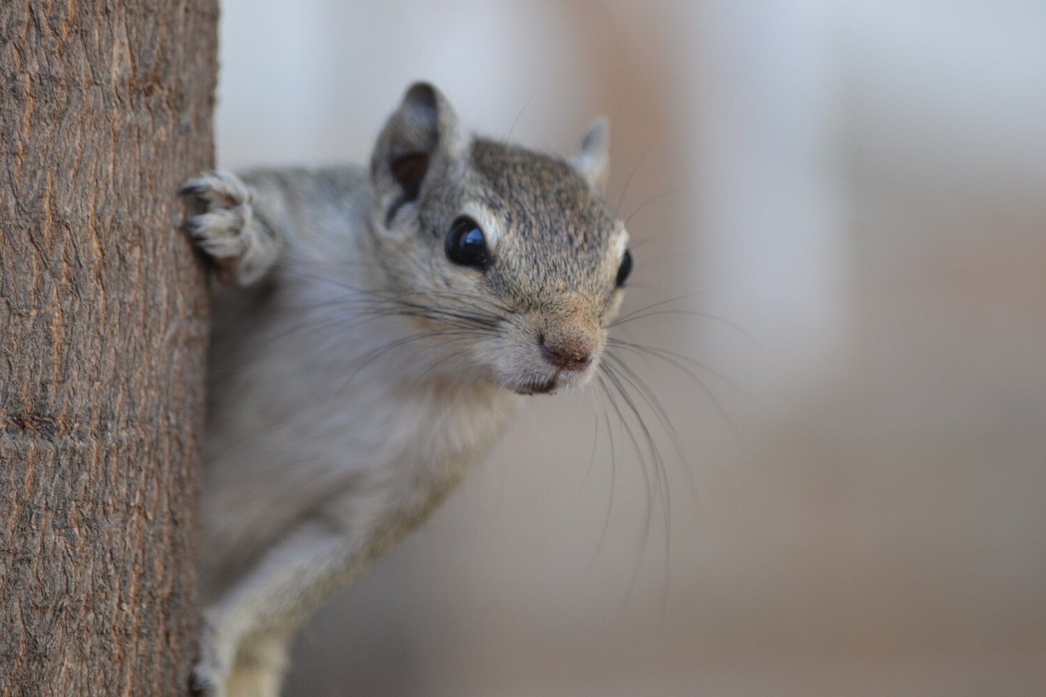 The Squirrel
