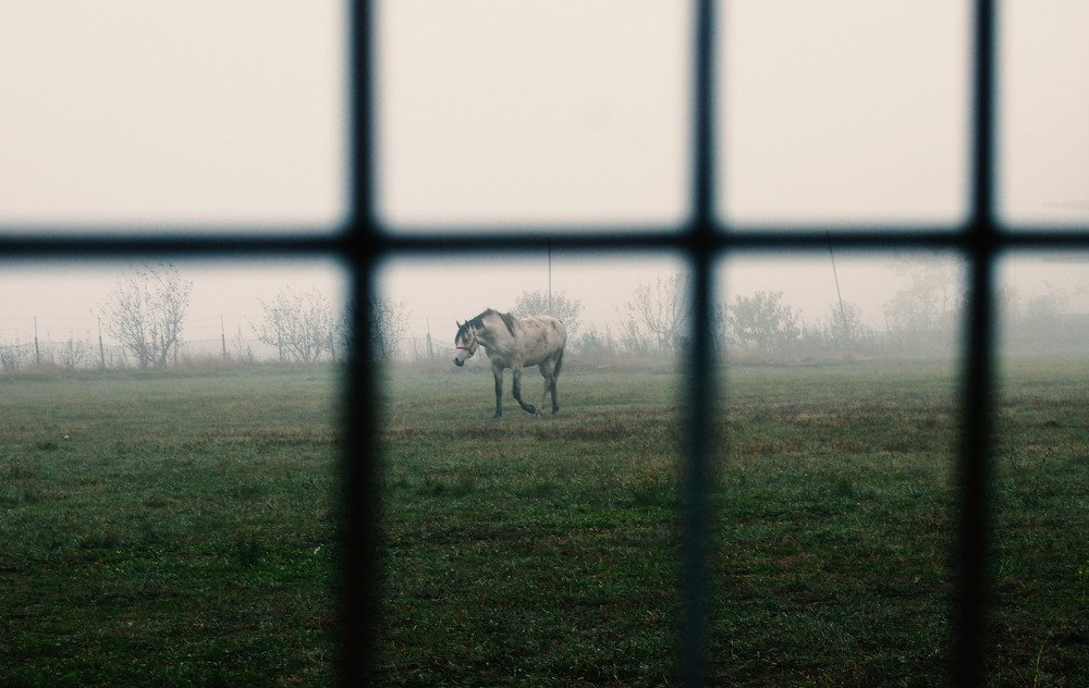 Horse and fog