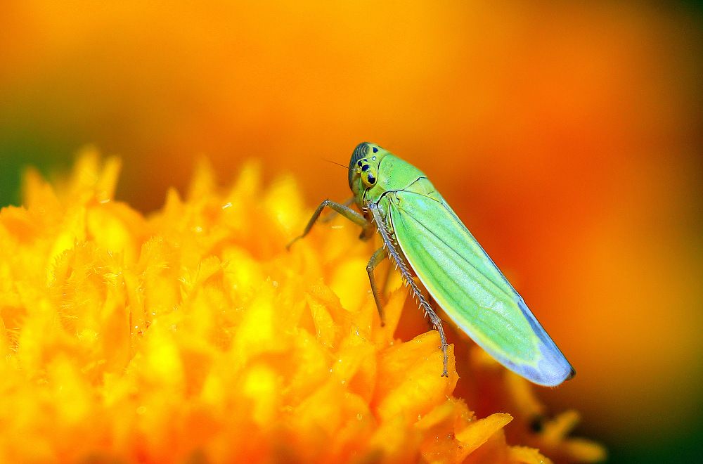 Попугайчик.