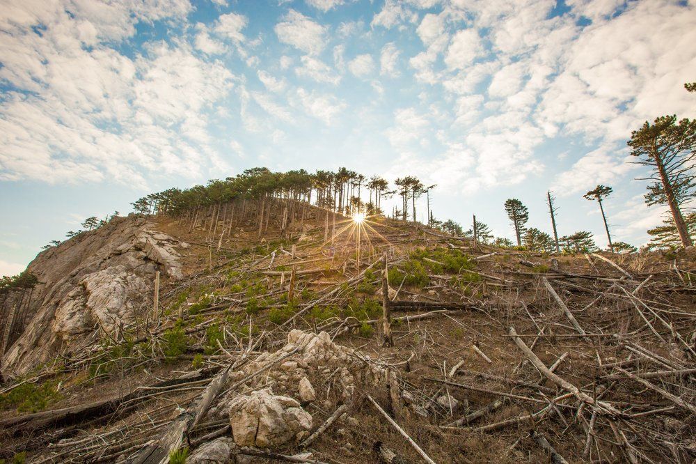 Лесной пожар на Шаан-Кая