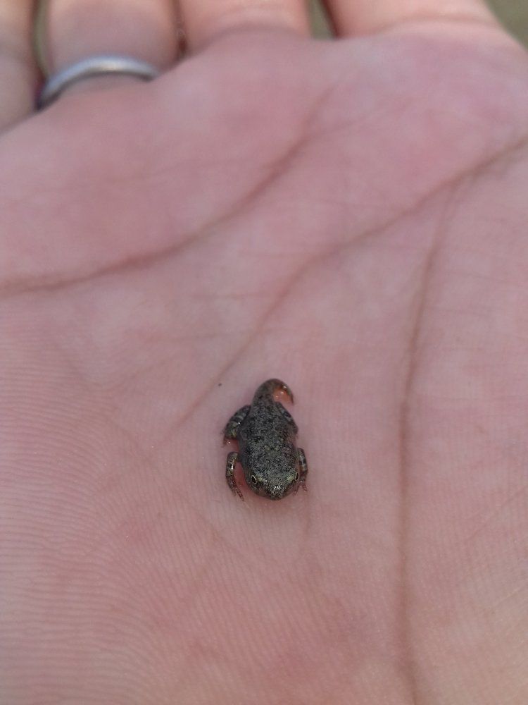 Froglet in hand