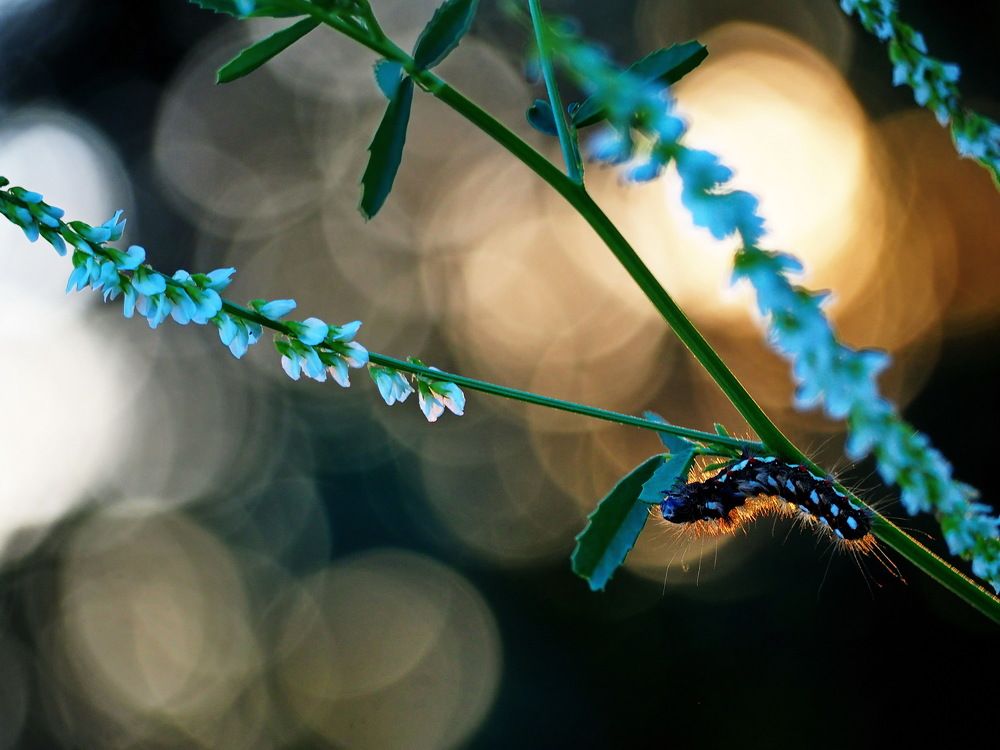 Прогулка перед сном