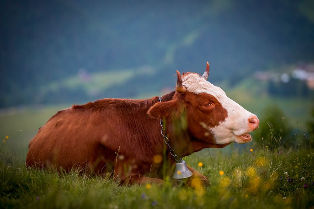 Photograph by Николай Меркулов