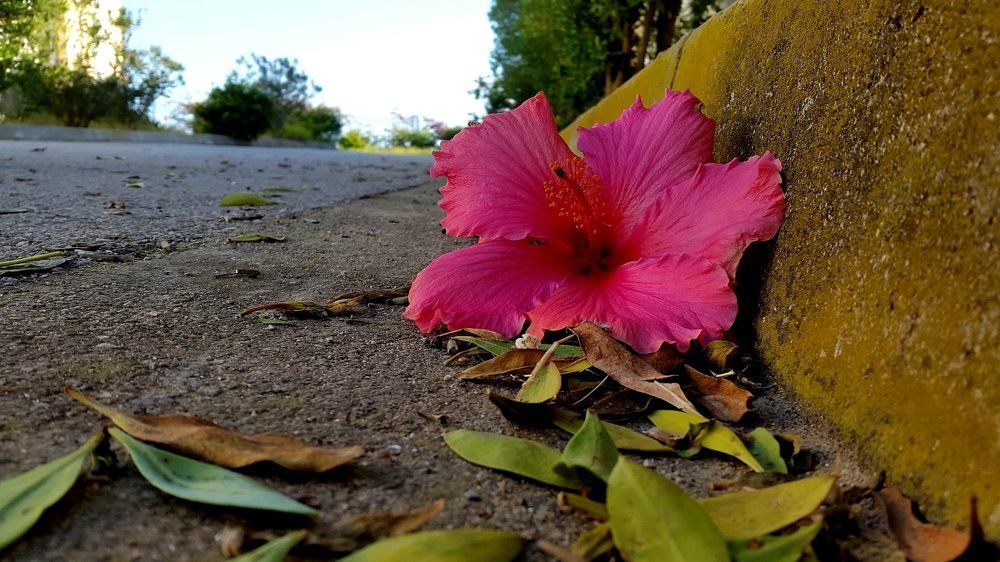 Flower
