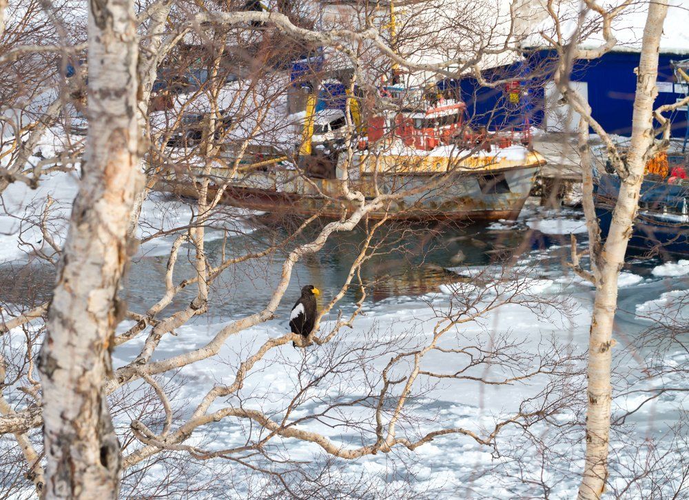 Пернатый прохожий