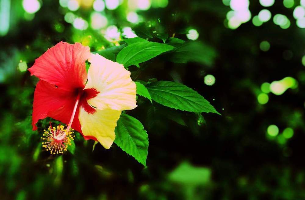 Flower in Diversity