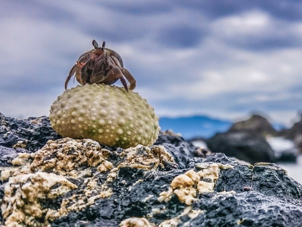 Hermit Crab