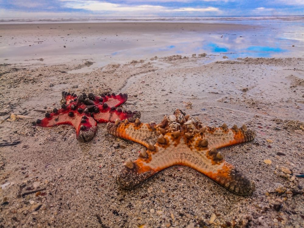 Starfish on Shore