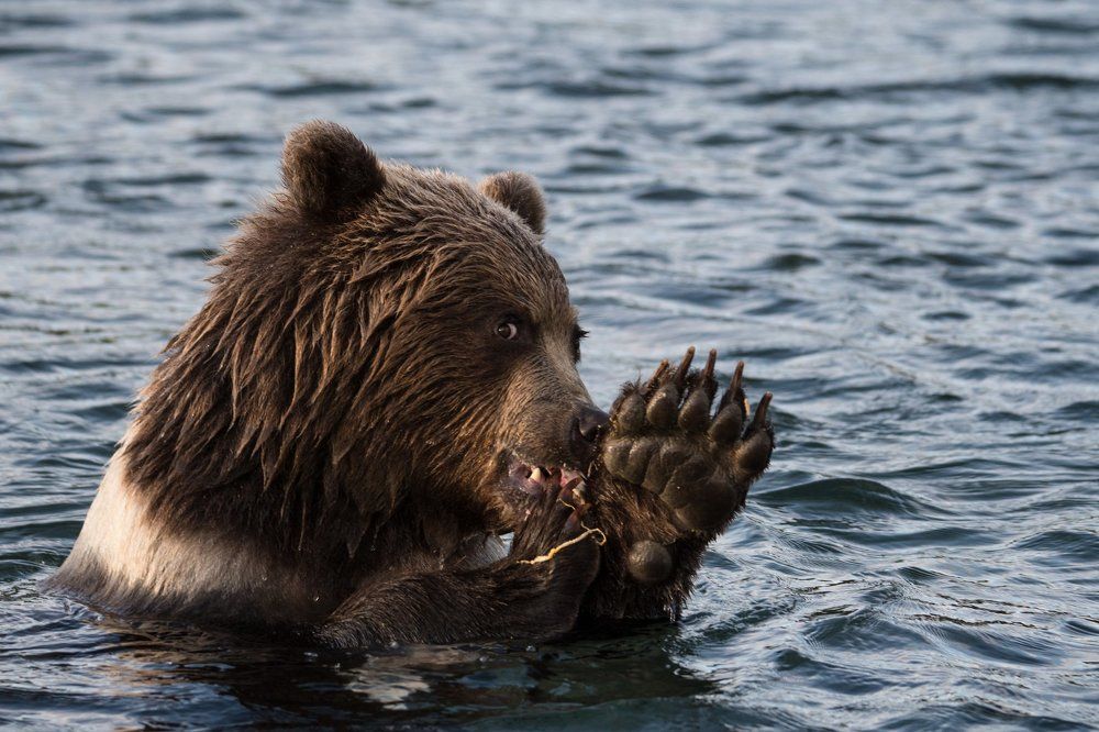 Приветствие