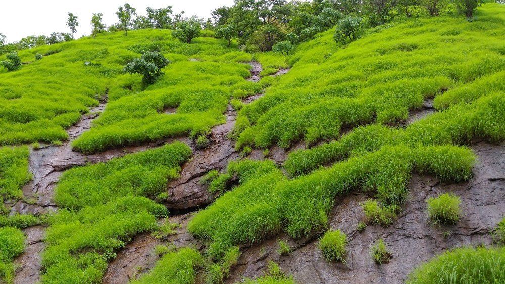 Green nature