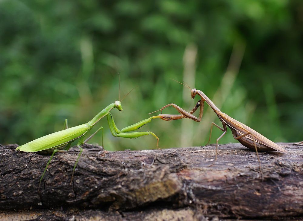 Дай мне руку погадать,всё ,что было,всё,что будет,я сумею предсказать