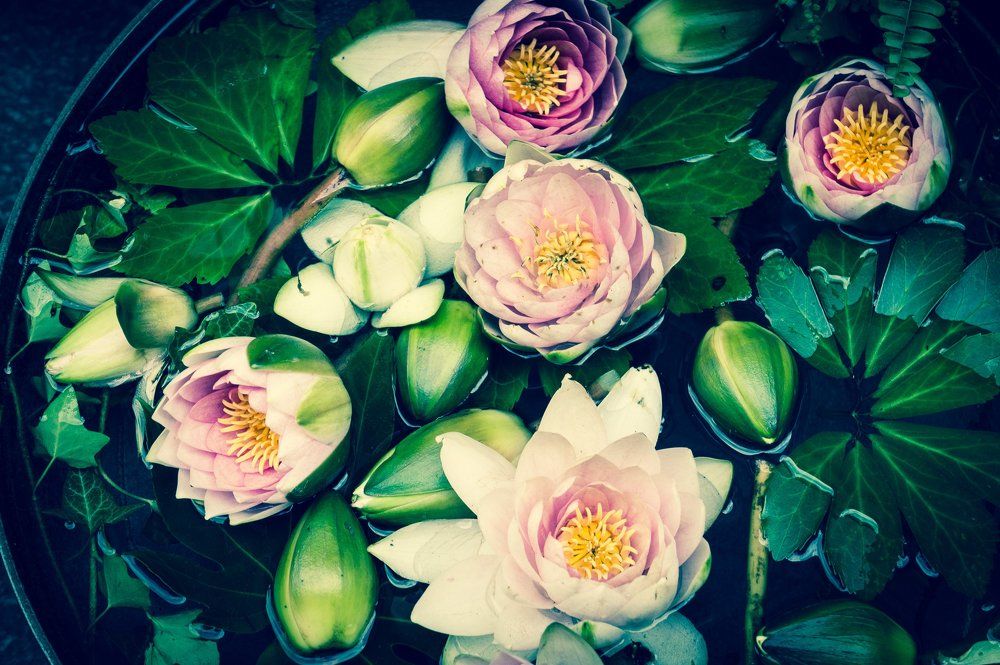 Every flower that blossoms reminds us that the world is not yet tired of colors