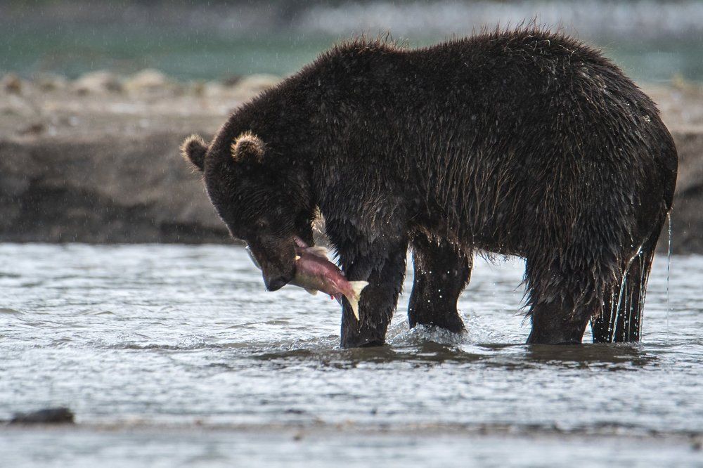 Рыбалка под дождём