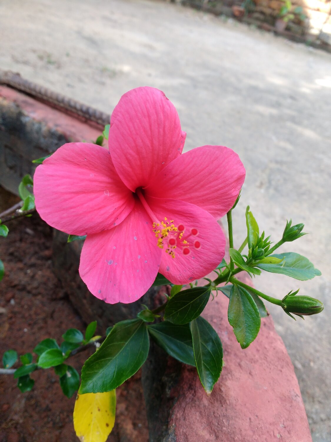 Hibiscus