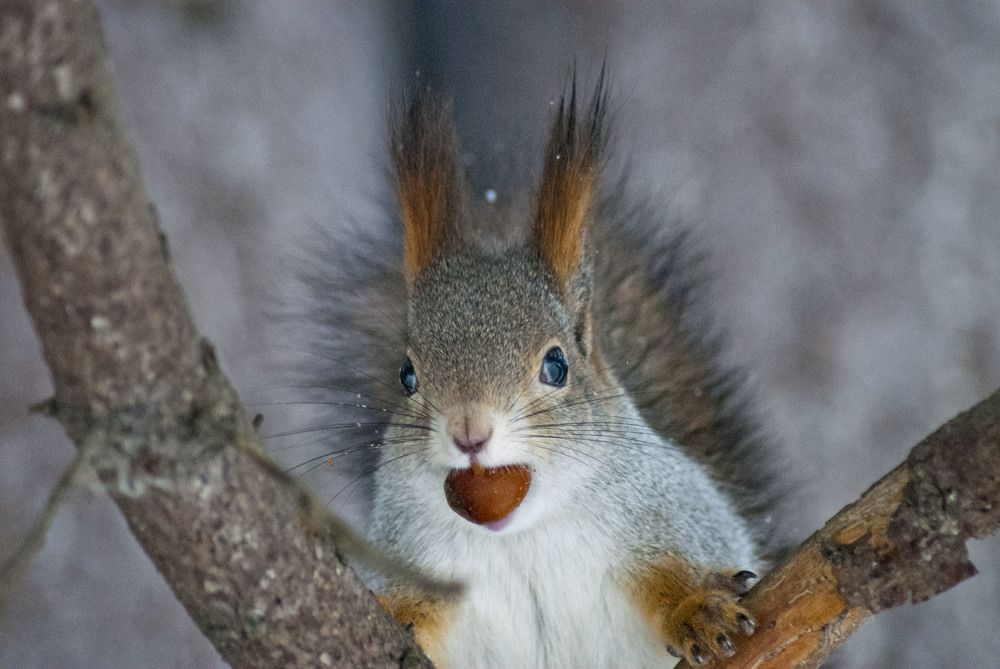 Photograph by Виктор Печищев