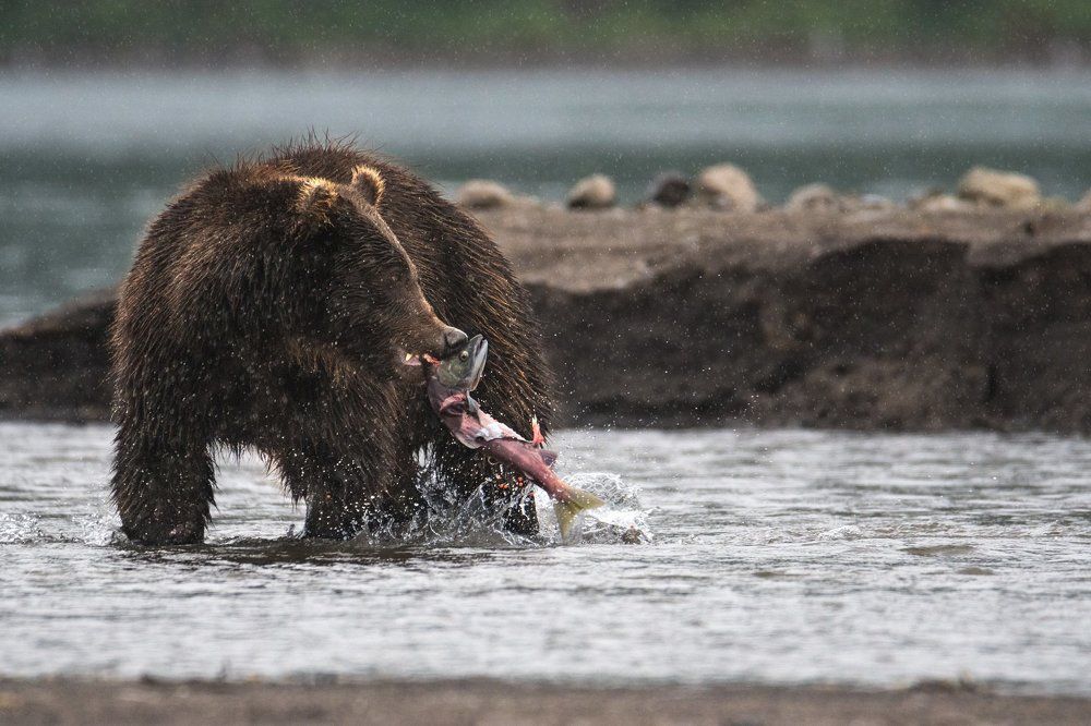Сцена из жизни хищника