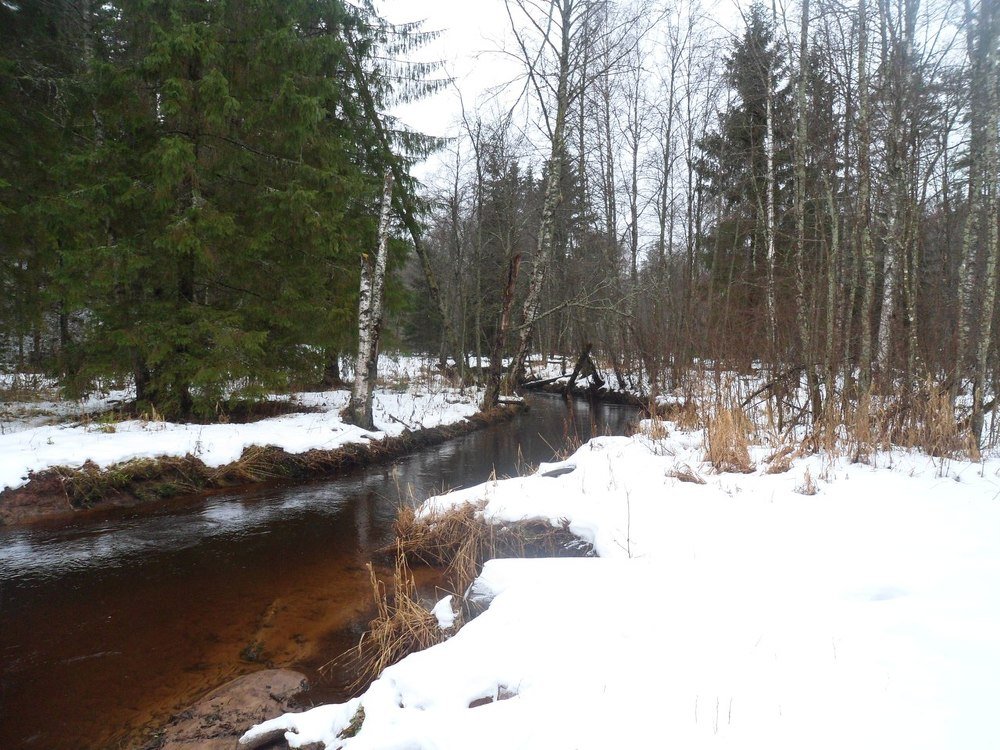 Река в Ленинградской области