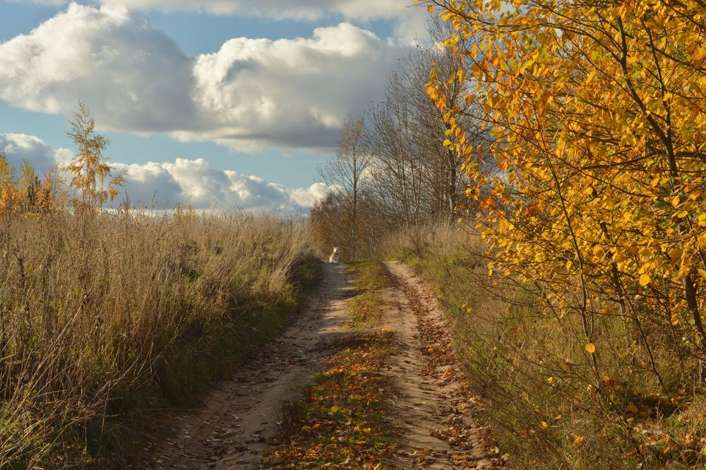 Золотая осень.