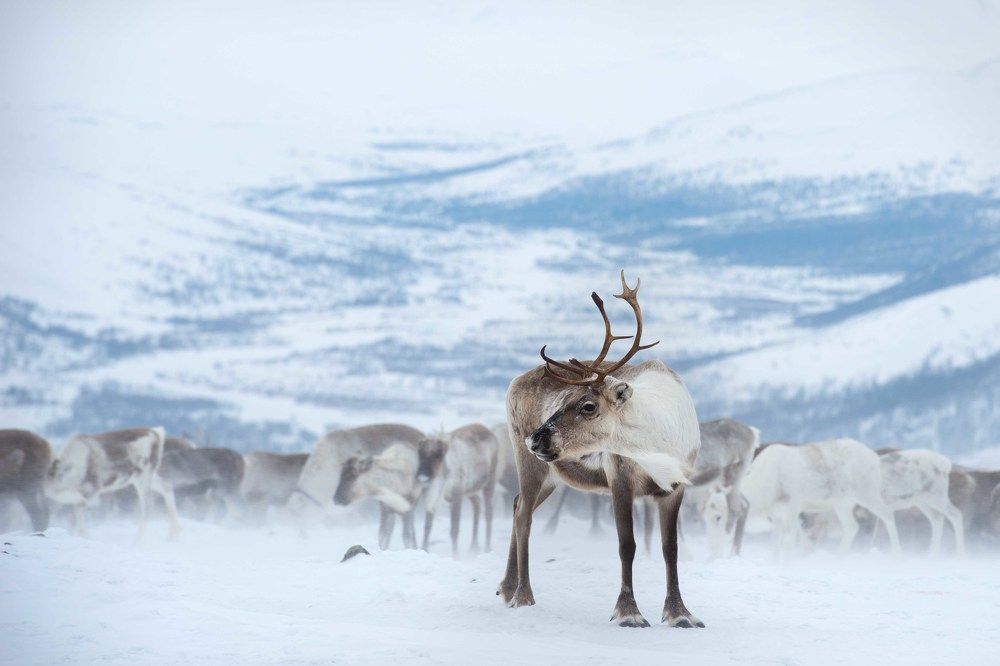 Сквозь снежную пургу