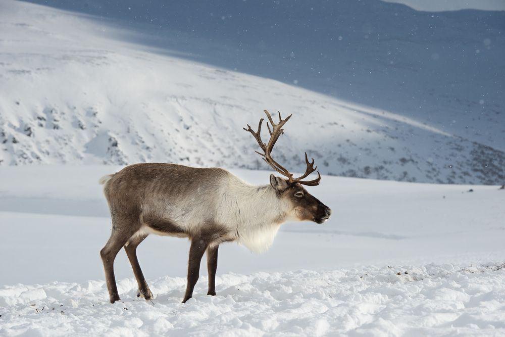 Весна на Полярном Урале