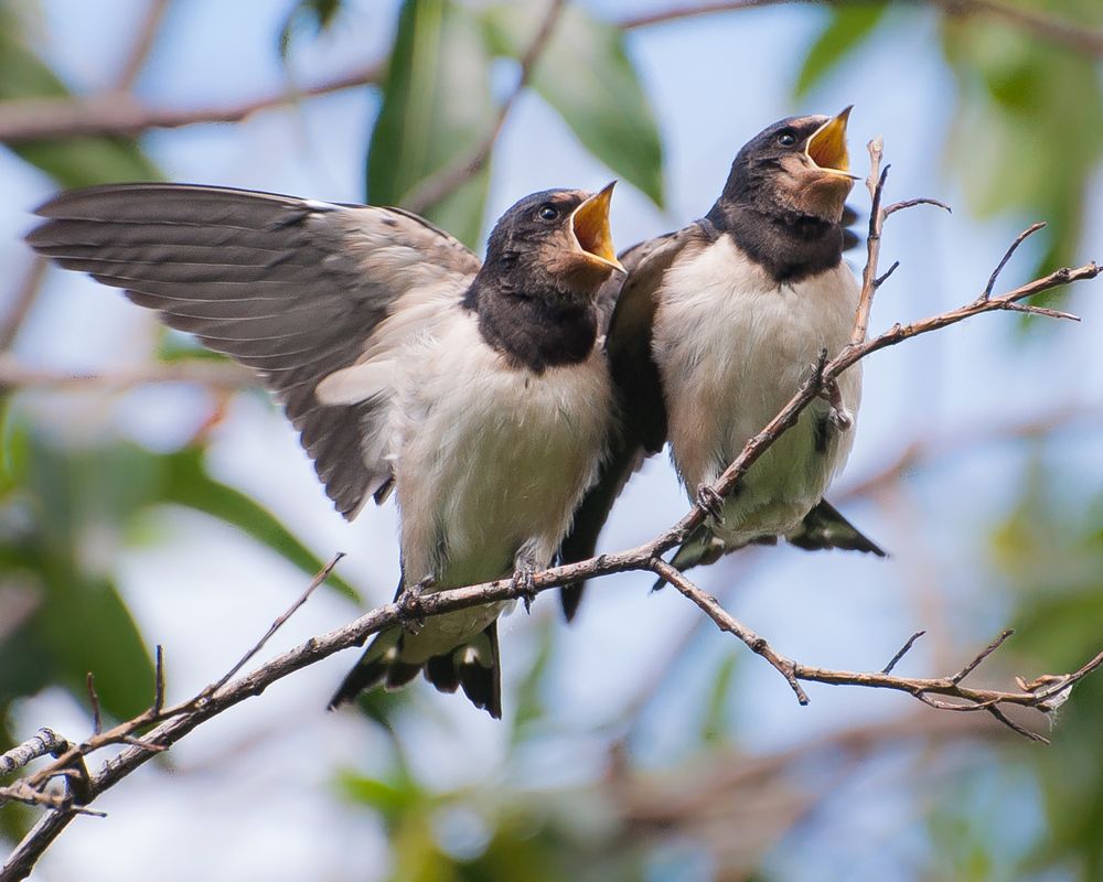 Время обедать!