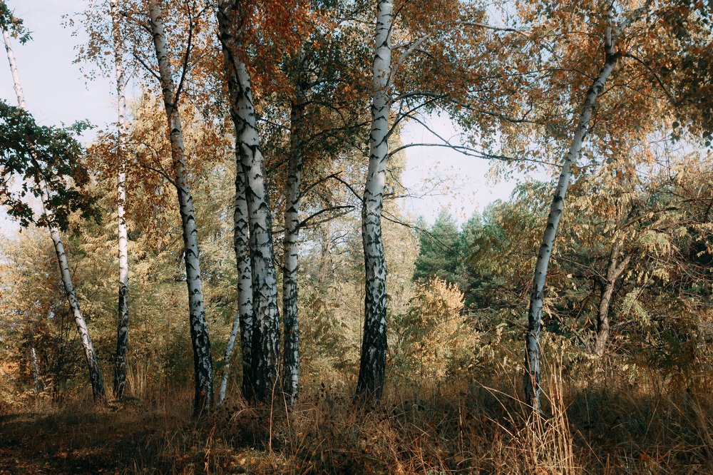Солнечный день.