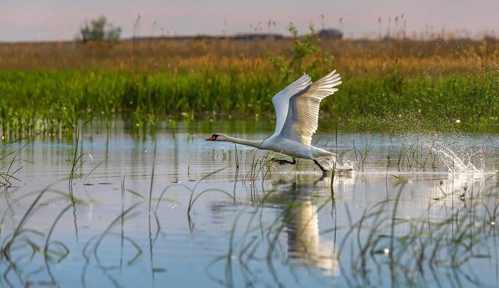 Дикие лебеди в дельте Волги.