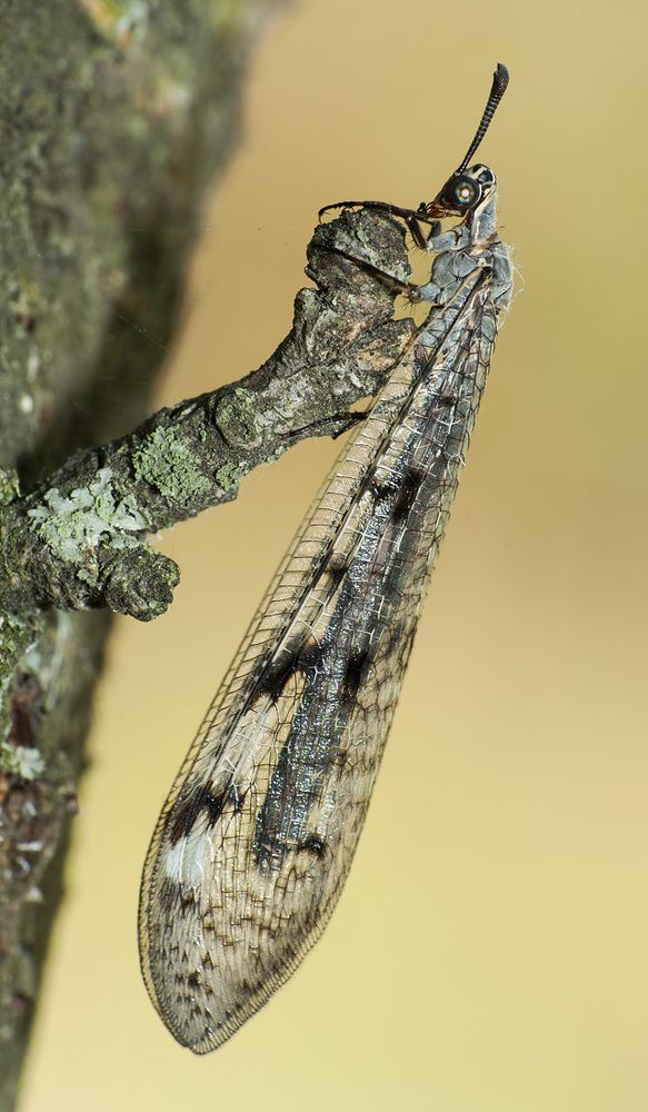 Муравьиный лев