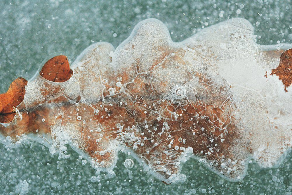 Заледеневший лист