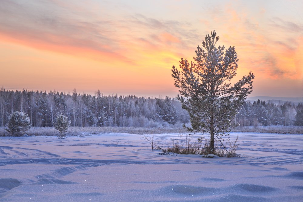 Морозный вечер Frosty Evening