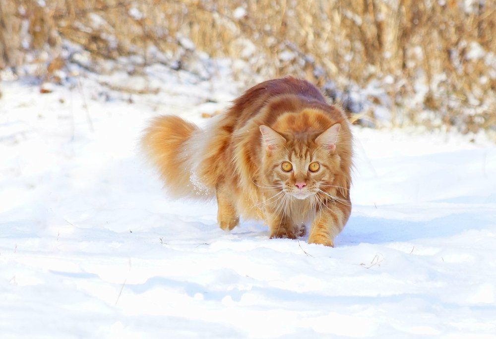 " Гадкий" котёнок.