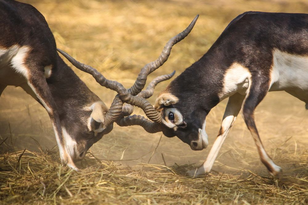 Black bucks 'lock horns'