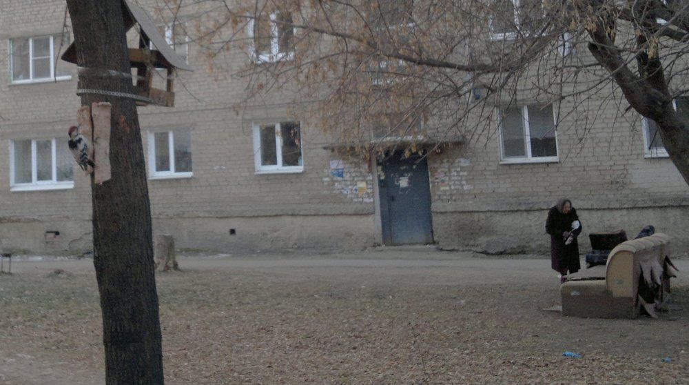 Дятел в городке / Woodpecker in the town