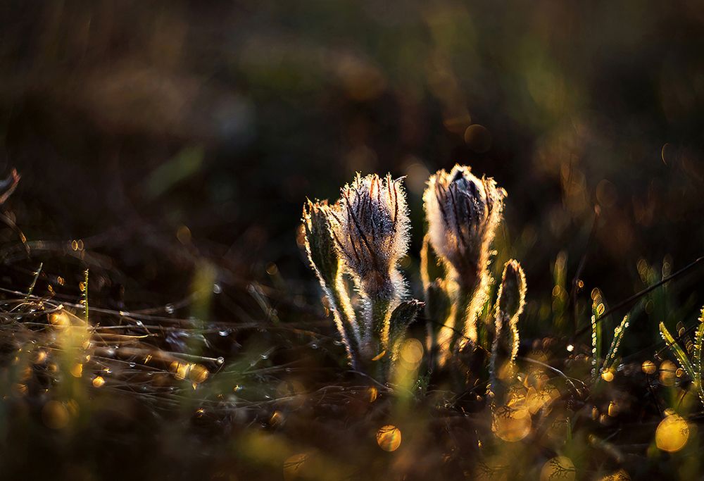 Новорождённые