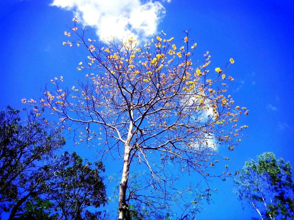An excellent combination of tree and blue sky.