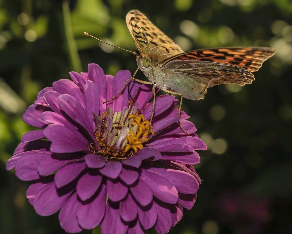 Перламутровка на цветке