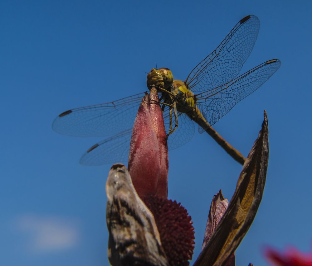Стрекоза на привале