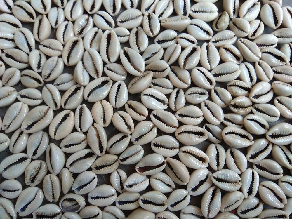 shells