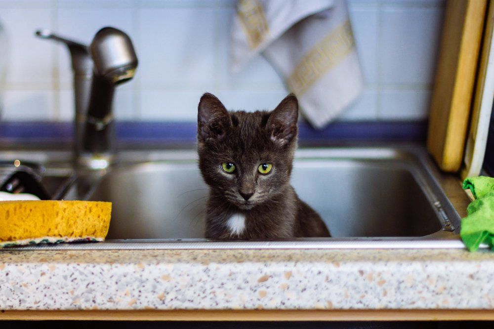 Мой кот-помощник!