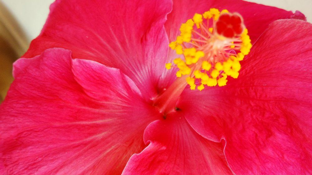 Newly...Flower begin to grow