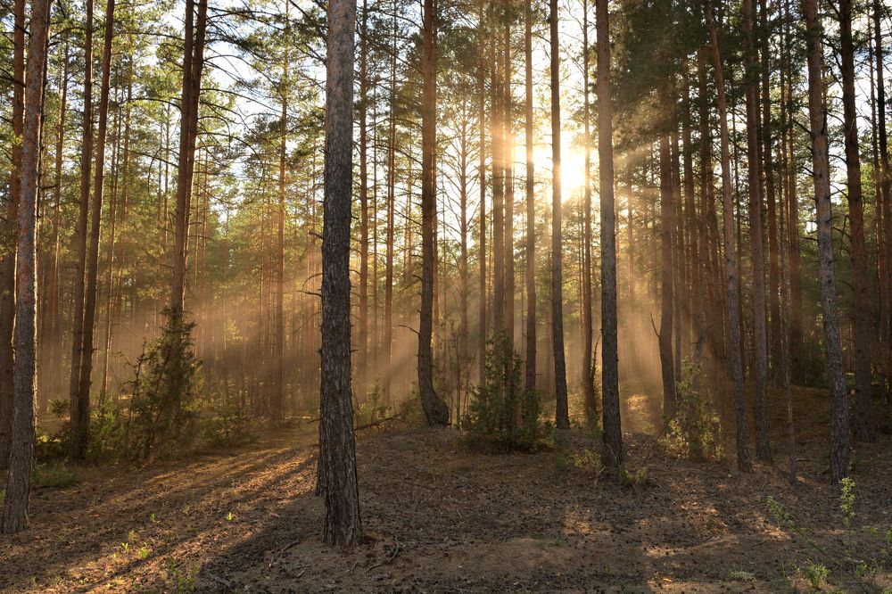 Таинственный лес.