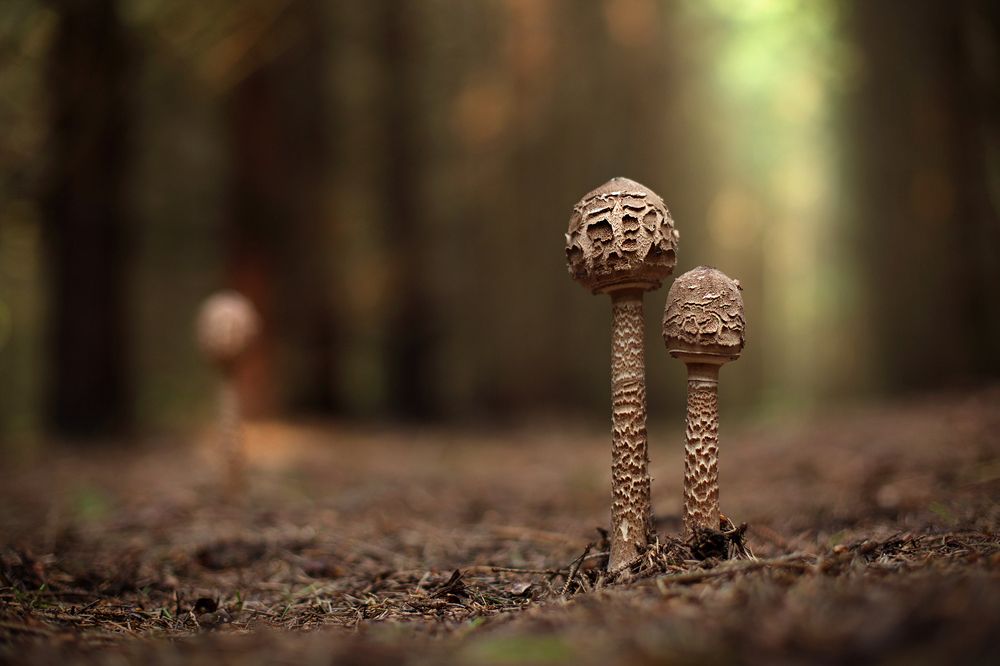 Грибы зонтики