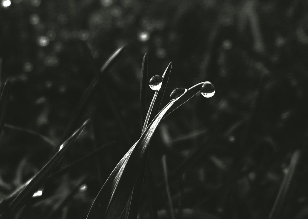 Утренняя роса